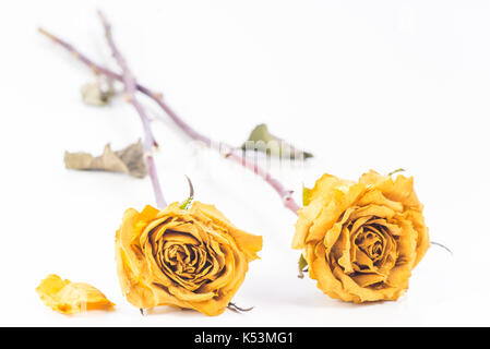 Trockene gelbe Rosen auf weißem Hintergrund. Stockfoto