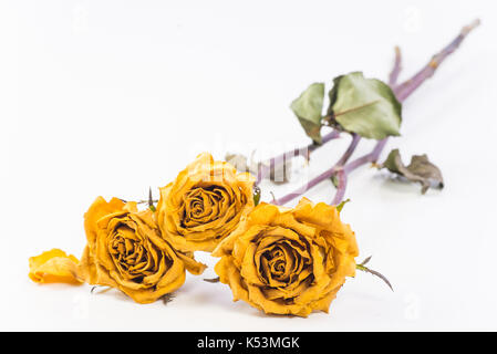 Trockene gelbe Rosen auf weißem Hintergrund. Stockfoto