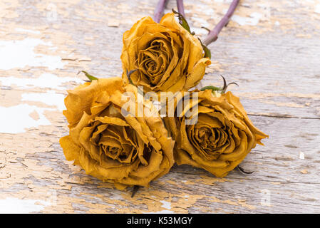 Getrocknete gelbe Rosen auf einem bewaldeten Hintergrund. Stockfoto