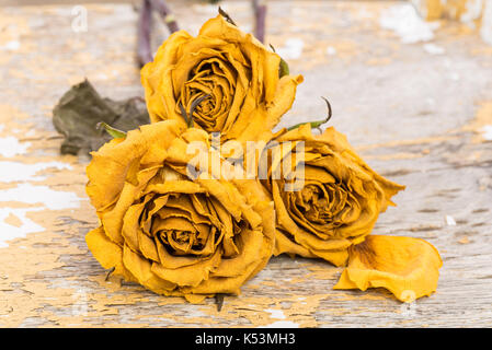 Getrocknete gelbe Rosen auf einem bewaldeten Hintergrund. Stockfoto