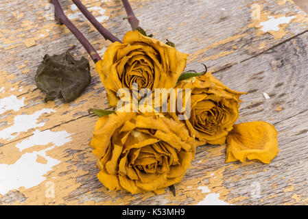 Getrocknete gelbe Rosen auf einem bewaldeten Hintergrund. Stockfoto