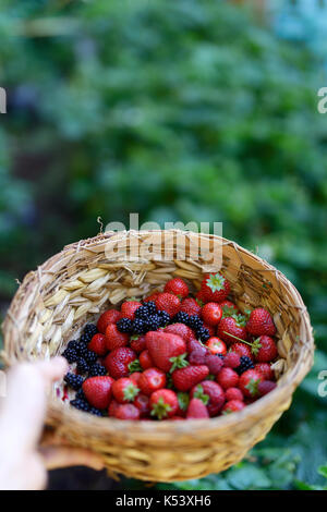 Nahaufnahme einer Hand mit einem strohkorb mit selbst angebauten frisch gepflückte Erdbeeren, Brombeeren und Himbeeren mit grünem Garten Hintergrund Stockfoto