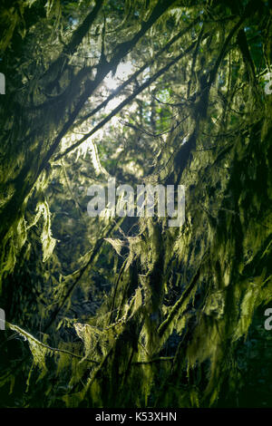 Nahaufnahme von Moos bewachsen Äste glühende im Sonnenlicht in einem dunklen Wald. Vancouver Island, British Columbia, Kanada. Stockfoto