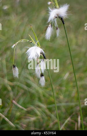 Trichophorum Alpinum Stockfoto