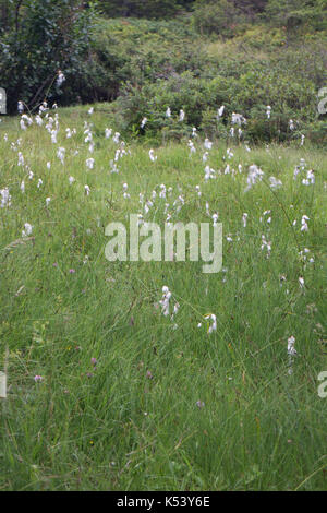 Trichophorum Alpinum Stockfoto