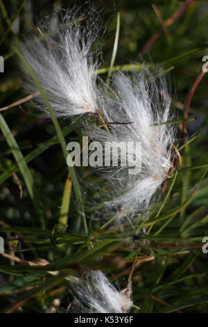 Trichophorum Alpinum Stockfoto