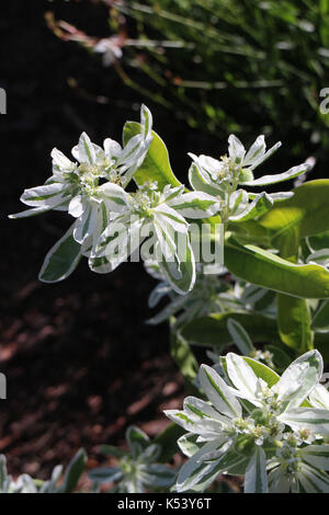 Euphorbia marginata Stockfoto