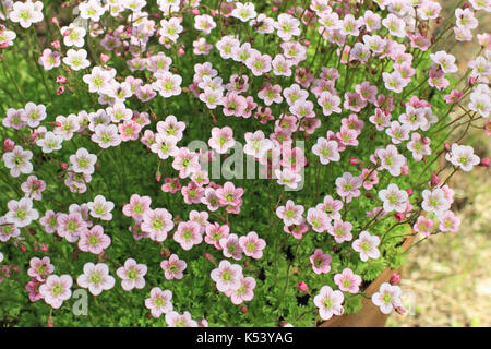 Floral background viele helle Blumen Stockfoto