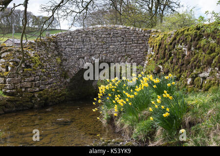 Narzissen in voller Blüte neben einem schönen alten steinernen Brücke über den Cowside Beck, Cowside (in der Nähe von Stainforth), die in den Yorkshire Dales, England Stockfoto