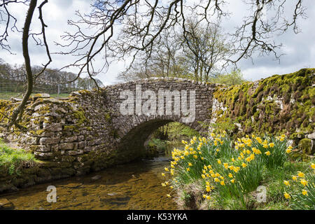 Narzissen in voller Blüte neben einem schönen alten steinernen Brücke über den Cowside Beck, Cowside (in der Nähe von Stainforth), die in den Yorkshire Dales, England Stockfoto