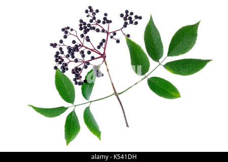 Sambucus nigra. Gemeinsamen Namen gehören Elder, Holunder, Schwarzer Holunder, Europäische Schwarze Holunder auf Weiß Stockfoto