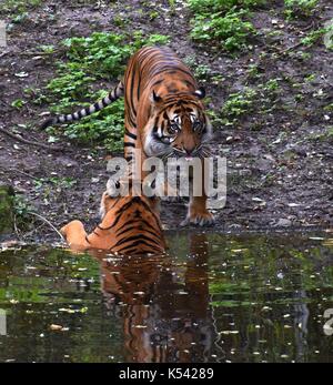 Zwei panthera Tigris Tigris in einem Zoologischen Garten in Bayern, königlicher Tiger, Weibchen und Männchen eines Tigers Stockfoto