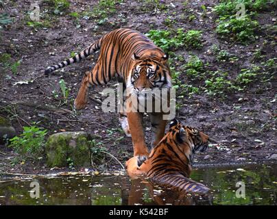 Zwei panthera Tigris Tigris in einem Zoologischen Garten in Bayern, königlicher Tiger, Weibchen und Männchen eines Tigers Stockfoto