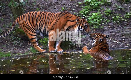 Zwei panthera Tigris Tigris in einem Zoologischen Garten in Bayern, königlicher Tiger, Weibchen und Männchen eines Tigers Stockfoto