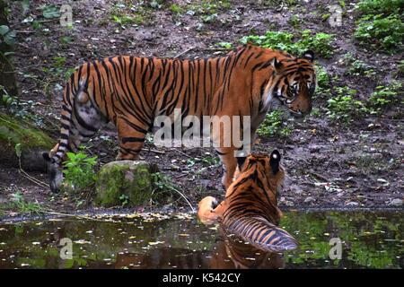 Zwei panthera Tigris Tigris in einem Zoologischen Garten in Bayern, königlicher Tiger, Weibchen und Männchen eines Tigers Stockfoto