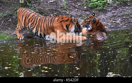 Zwei panthera Tigris Tigris in einem Zoologischen Garten in Bayern, königlicher Tiger, Weibchen und Männchen eines Tigers Stockfoto
