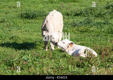 Zärtlichkeit - eine junge Charolais rind kalb Nuzzles einen kleinen weißen neugeborenen Kalb in einem üppigen grünen Frühling Weide, wie sie Nasen im Abendlicht Touch Stockfoto