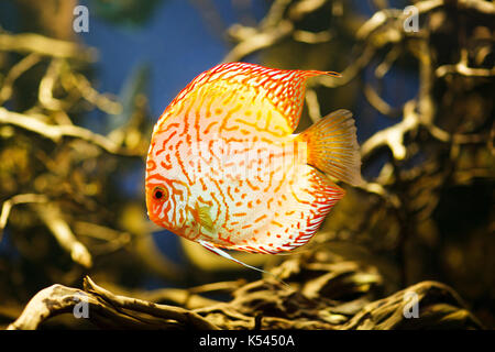 Symphysodon discus Spp. , Süßwasserfische native auf den Amazonas. Hohe Bildqualität. Stockfoto