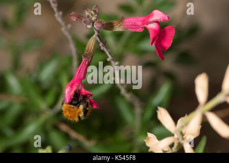 Ein Hummel-Nektar raubt eine Blume in einem südfranzösischen Garten, der Teil der natürlichen Vielfalt der Gärten und des natürlichen Gartenökosystems ist Stockfoto