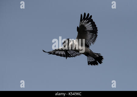 Pied kingfisher Stockfoto