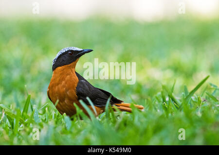 Weiß-krönender Robin Chat Stockfoto