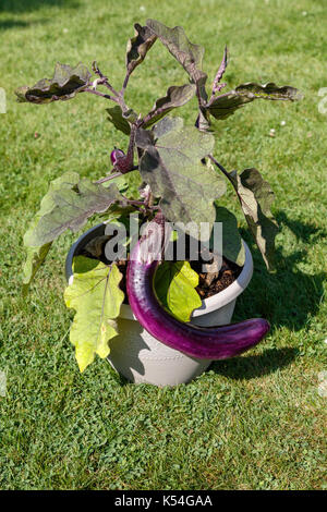 Home gewachsen Aubergine in Vancouver BC Kanada Stockfoto