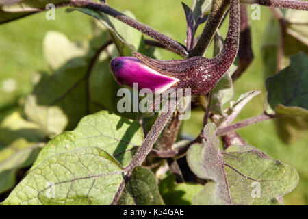 Home gewachsen Aubergine in Vancouver BC Kanada Stockfoto