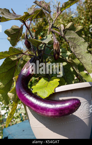 Home gewachsen Aubergine in Vancouver BC Kanada Stockfoto