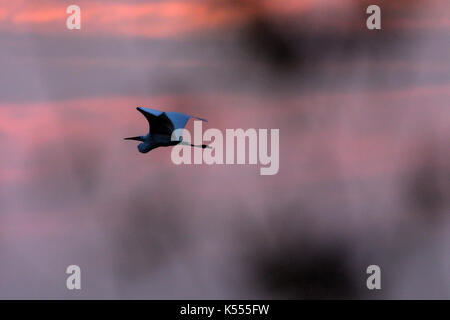 Silberreiher Fliegen bei Sonnenuntergang Stockfoto