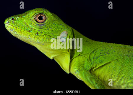 Mexikanische stacheligen-tailed Leguan, Ctenosaura Larix spp. Stockfoto