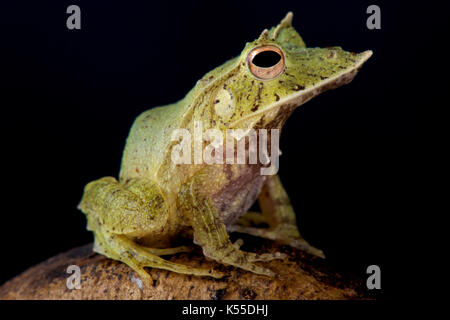 Salomonen Leaf Frog, Ceratobatrachus guentheri Stockfoto