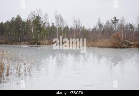 Wald Bäume in den schmelzenden See im Frühjahr wider Stockfoto