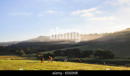 Rinder in einem Feld in einem nebligen Morgen in Redgate, in der Nähe von Margaret River in Western Australia Stockfoto