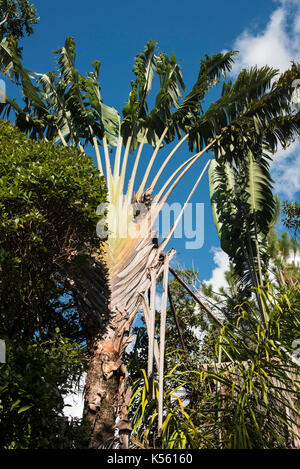 Traveller's Palm, Ravenala madagascariensis, Arboretum de Ranomafana, Madagaskar Stockfoto