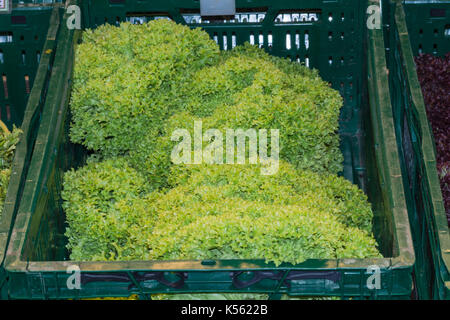 Frischer Salat Grün Sale Im Supermarkt Stockfoto