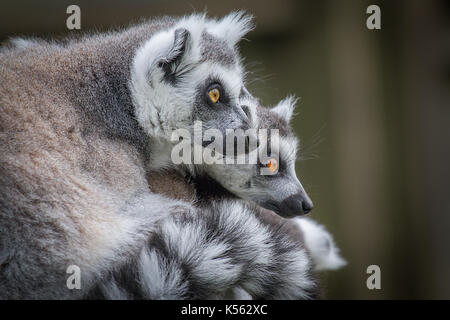 In der Nähe von zwei Ring tailed lemurs auf der Suche nach rechts in der Seite Profil und starren neugierig Stockfoto