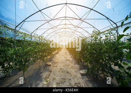 Reihen von Tomatenpflanzen wachsen in großen industriellen Gewächshaus. Industrielle Landwirtschaft. Stockfoto