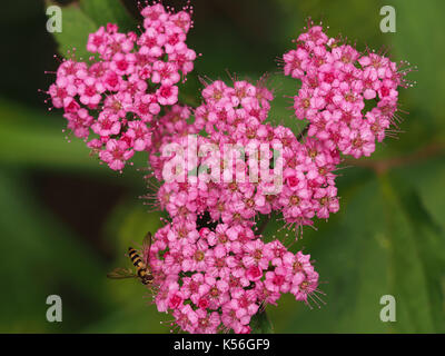 Japanische mädesüß Anlage (Fabrikantenvilla japonica) mit einem Hoverfly in westlichen WA, USA Stockfoto