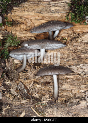 Unbekannte Pilze (evtl. Pluteus sp.) Von einem faulen in einem Wald im Westen des Bundesstaates Washington anmelden Stockfoto