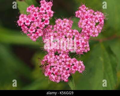 Japanische mädesüß Anlage (Fabrikantenvilla japonica) mit einem Hoverfly in westlichen WA, USA Stockfoto