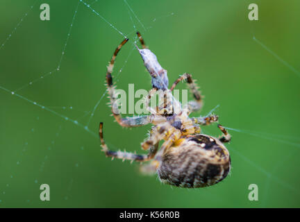 Araneus diadematus (European Garden Spider, Diadem Spider, Spider), ein Orb Weaver spider Essen Beute in einem Kokon auf einem Spider web in Großbritannien. Stockfoto