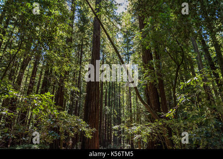 Redwood Bäume bei Armstrong State Natural Reserve, Russian River Valley, Sonoma County, CA Stockfoto