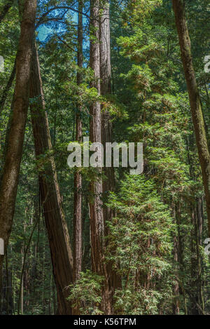 Redwood Bäume bei Armstrong State Natural Reserve, Russian River Valley, Sonoma County, CA Stockfoto