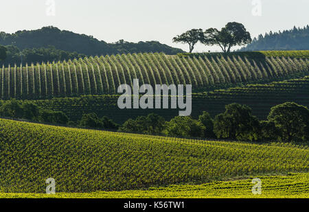 Weinberge am Kenwood, Sonoma County, CA Stockfoto