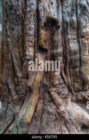 Redwood Bäume bei Armstrong State Natural Reserve, Russian River Valley, Sonoma County, CA Stockfoto