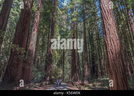 Redwood Bäume bei Armstrong State Natural Reserve, Russian River Valley, Sonoma County, CA Stockfoto