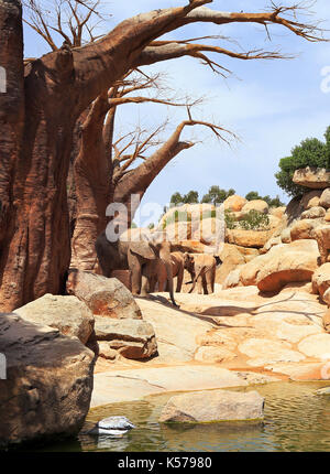 Afrikanischer Elefant im Bioparc, Valencia, Spanien Stockfoto