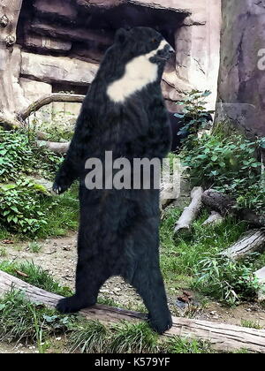 Europäische schwarzer Bär auf seinen Hinterbeinen und Scannen seine Umgebung Stockfoto