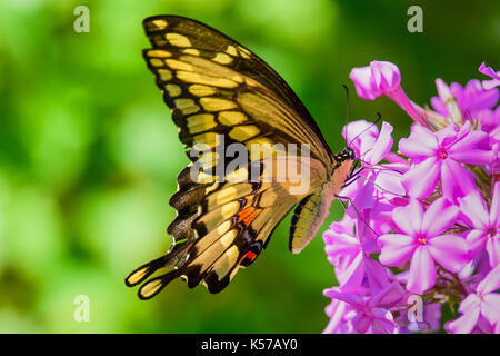 Giant swallowtail Butterfly (Schmetterling) cresphontes Fütterung auf Rosa oder Lila phlox Blumen im Garten in der Spekulant, New York NY USA. Stockfoto