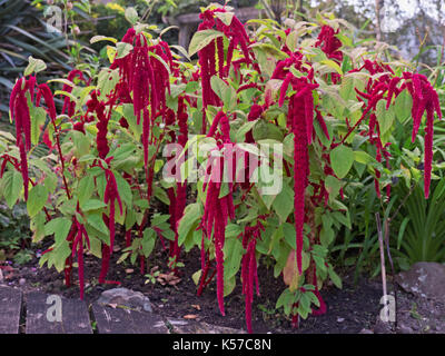 Blumenbeet mit Amaranthus caudatus Pflanzen, auch bekannt als die Love Lies Bleeding flower Stockfoto